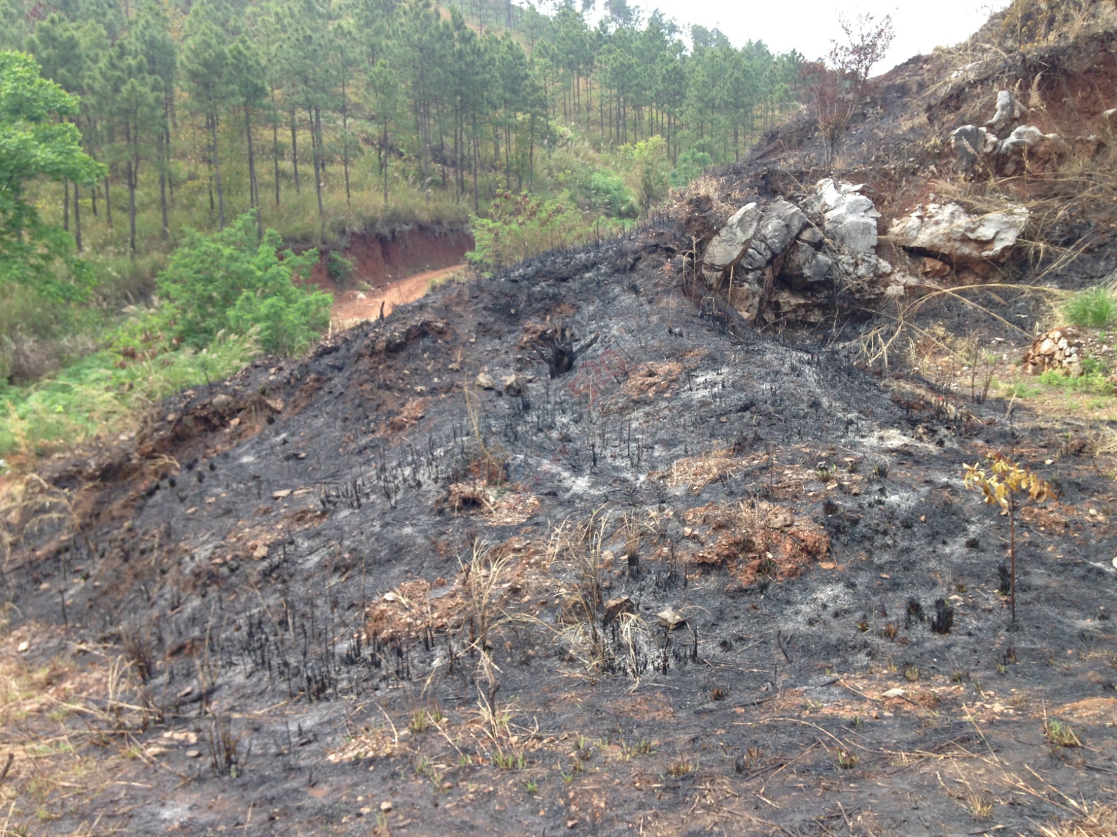 烧成灰烬后的电视塔53 / 作者:桂花糕 / 帖子ID:114883