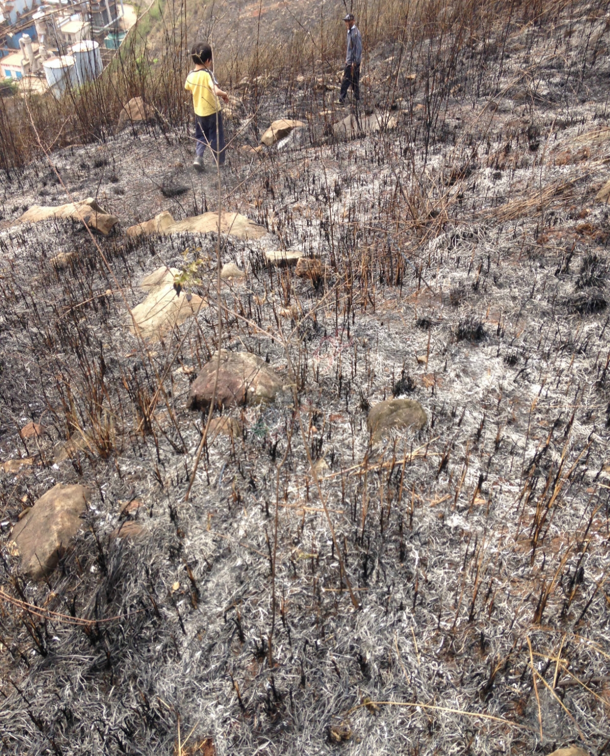 烧成灰烬后的电视塔335 / 作者:桂花糕 / 帖子ID:114883