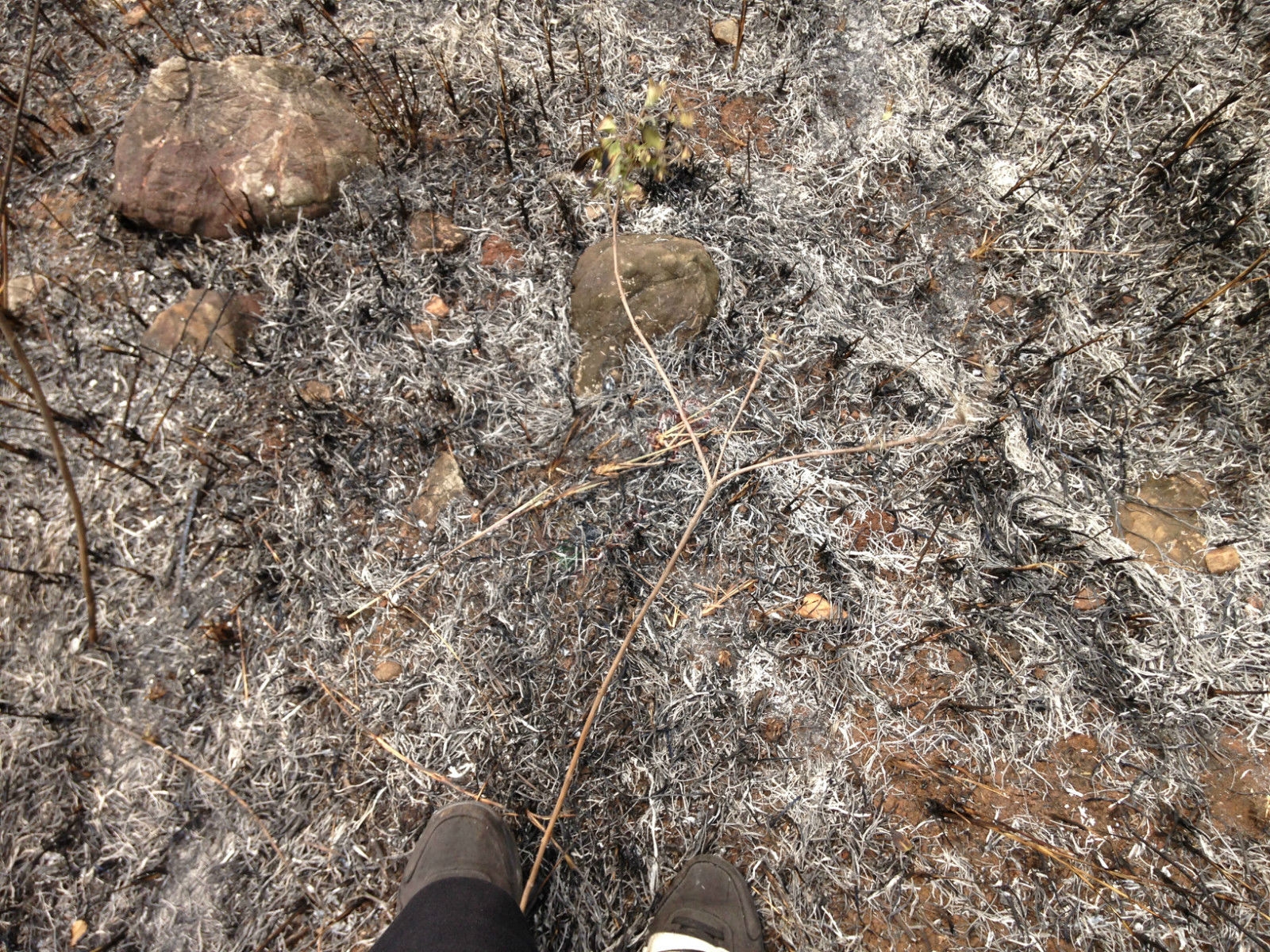 烧成灰烬后的电视塔740 / 作者:桂花糕 / 帖子ID:114883