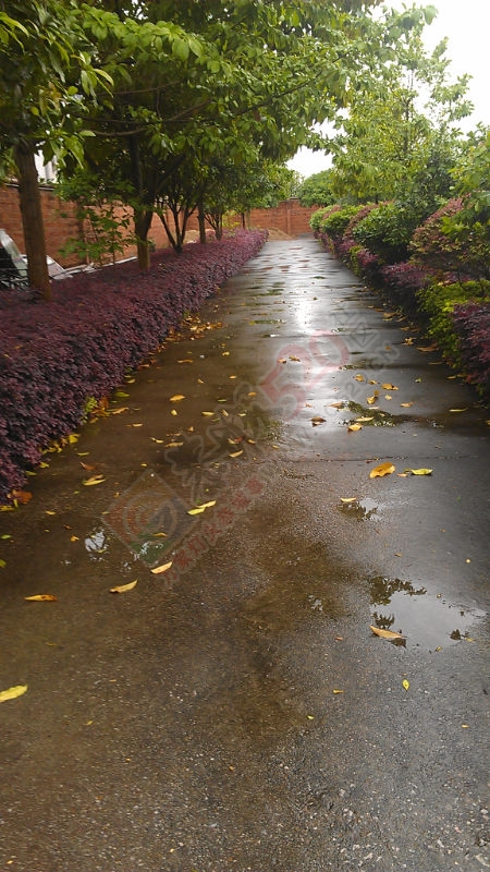 昨夜春雨好扰人737 / 作者:风轻云_gz0k8 / 帖子ID:114918
