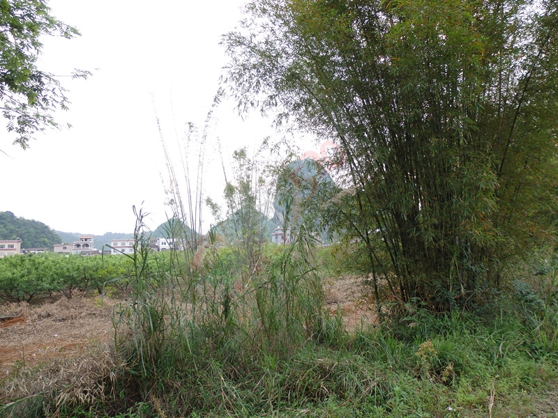 回到恭城到处都是美景…＜一＞788 / 作者:建筑19551213 / 帖子ID:114936
