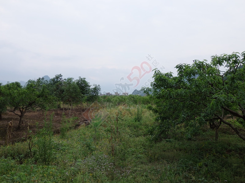 回到恭城到处都是美景…＜一＞453 / 作者:建筑19551213 / 帖子ID:114936