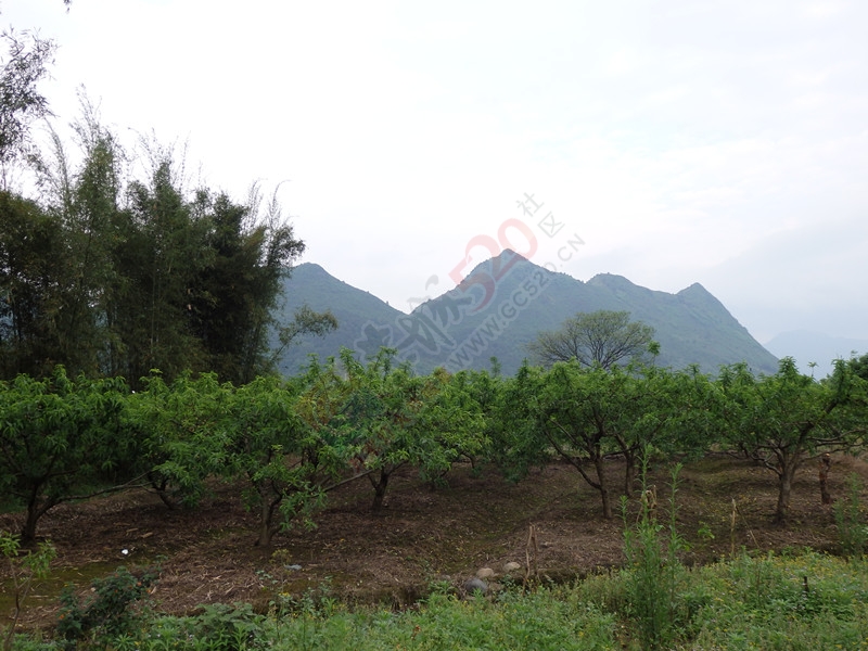 回到恭城到处都是美景…＜一＞871 / 作者:建筑19551213 / 帖子ID:114936