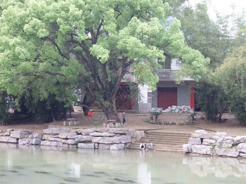 回到恭城到处都是美景…＜二＞706 / 作者:建筑19551213 / 帖子ID:114986