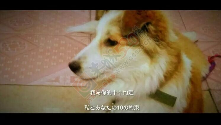寻狗启事537 / 作者:分类小编 / 帖子ID:115083