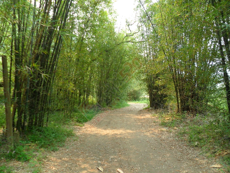 我喜欢这里的山山水水…87 / 作者:建筑19551213 / 帖子ID:115320