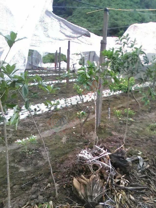 唉，那么辛苦的劳动，就这样被毁了319 / 作者:小雅姐姐 / 帖子ID:115342