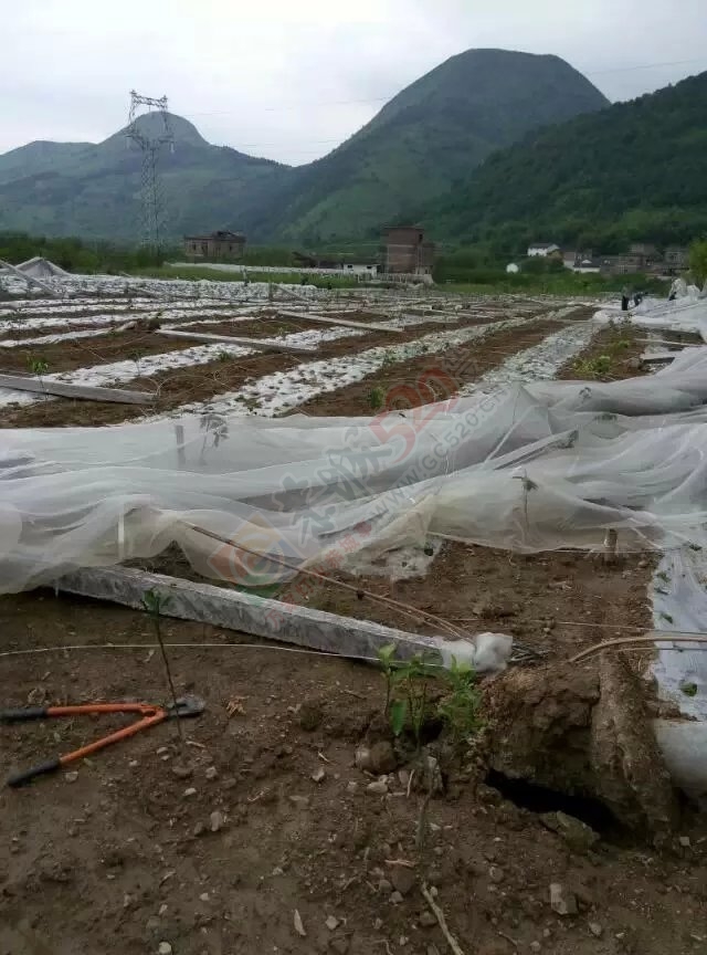 唉，那么辛苦的劳动，就这样被毁了711 / 作者:小雅姐姐 / 帖子ID:115342