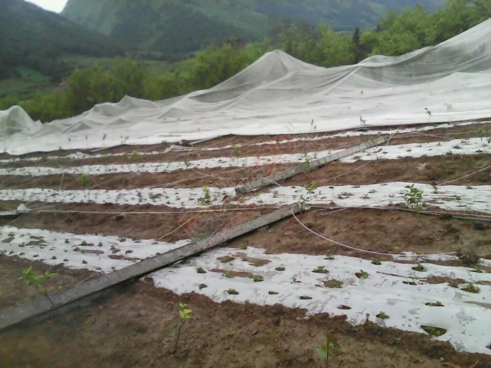 唉，那么辛苦的劳动，就这样被毁了279 / 作者:小雅姐姐 / 帖子ID:115342