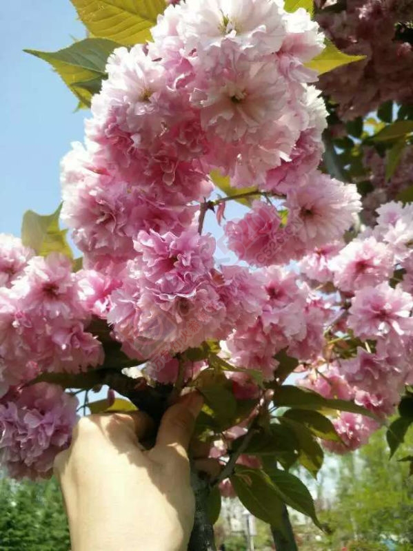 好花常开，760 / 作者:谢姨烧烤 / 帖子ID:115400