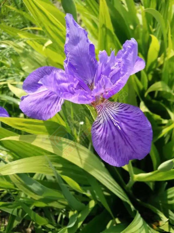 好花常开，115 / 作者:谢姨烧烤 / 帖子ID:115400
