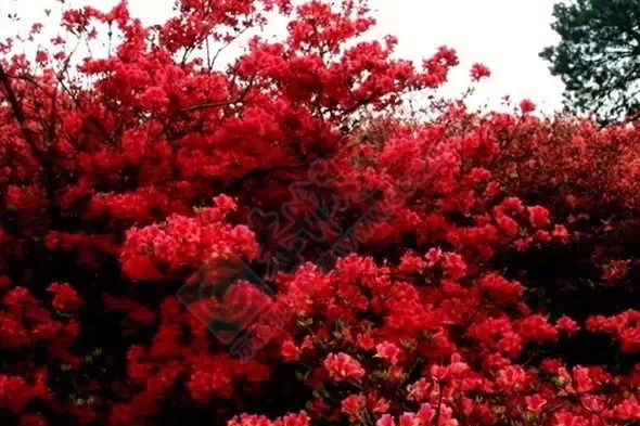 好花常开，602 / 作者:谢姨烧烤 / 帖子ID:115400