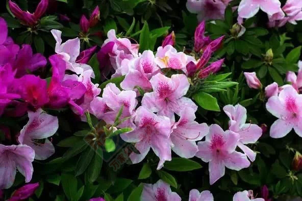 好花常开，104 / 作者:谢姨烧烤 / 帖子ID:115400