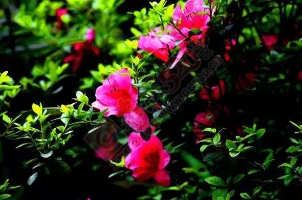好花常开，276 / 作者:谢姨烧烤 / 帖子ID:115400