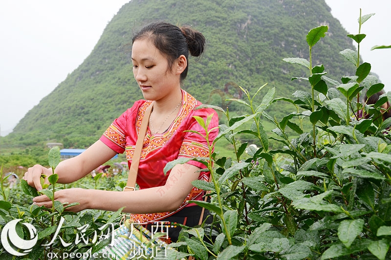 恭城举办“采茶能手”劳动竞赛庆“五一”245 / 作者:欧耶 / 帖子ID:115656