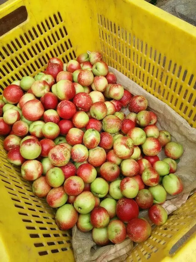 现在是晒桃子的季节418 / 作者:奇葩处处有 / 帖子ID:115720