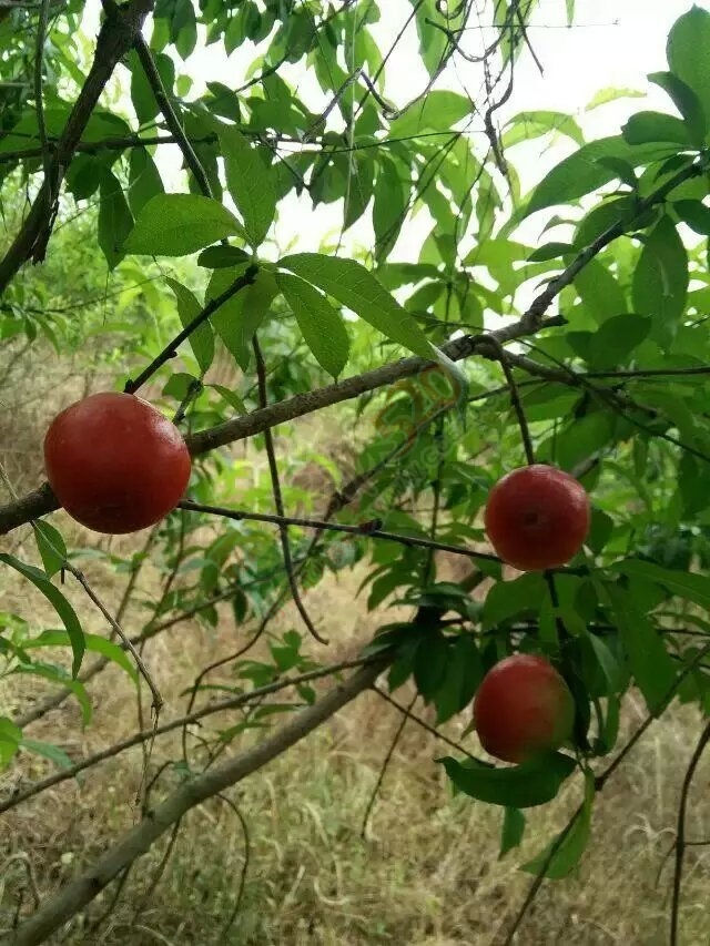 现在是晒桃子的季节334 / 作者:奇葩处处有 / 帖子ID:115720