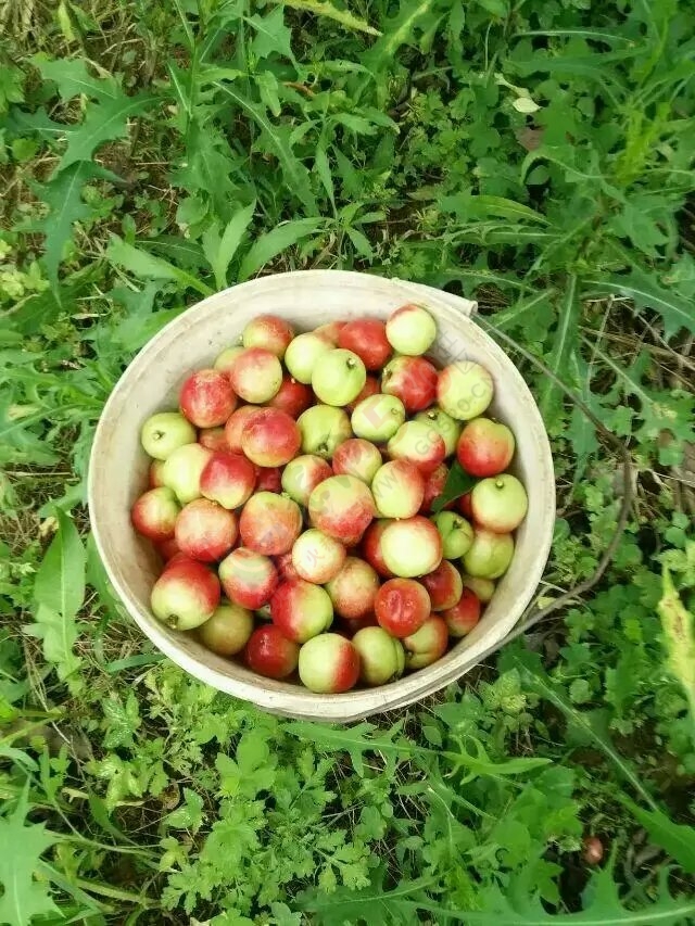 现在是晒桃子的季节102 / 作者:奇葩处处有 / 帖子ID:115720