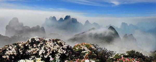 【恭城行者俱乐部】5月16-17登顶中国瑶都金秀圣堂山 观最美高山杜鹃 ！537 / 作者:紫藤瀑布 / 帖子ID:115863