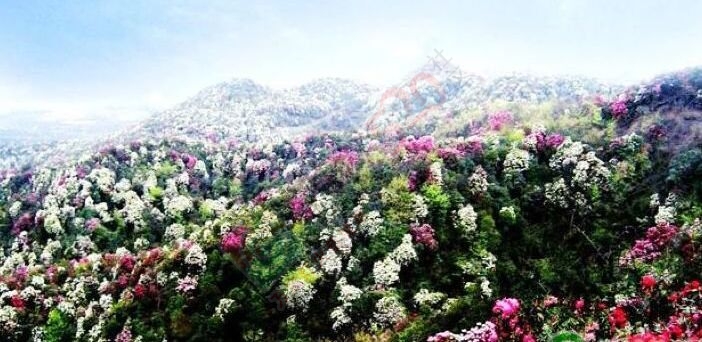 【恭城行者俱乐部】5月16-17登顶中国瑶都金秀圣堂山 观最美高山杜鹃 ！798 / 作者:紫藤瀑布 / 帖子ID:115863