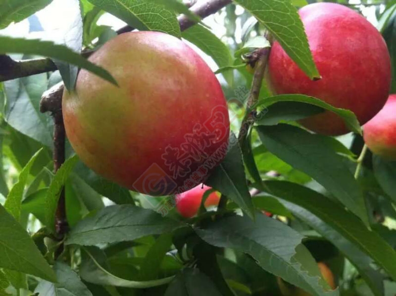 云峰仙桃414 / 作者:风轻云_gz0k8 / 帖子ID:115924