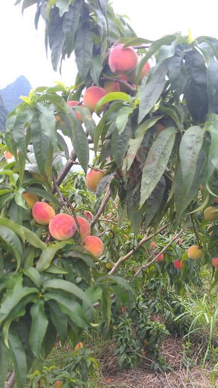 云峰仙桃516 / 作者:风轻云_gz0k8 / 帖子ID:115924