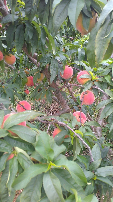 云峰仙桃849 / 作者:风轻云_gz0k8 / 帖子ID:115924