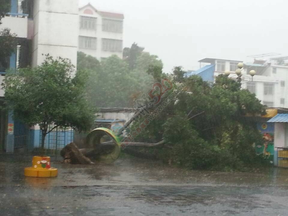 24米街大风吹倒路旁绿化树726 / 作者:箩筐索 / 帖子ID:115940