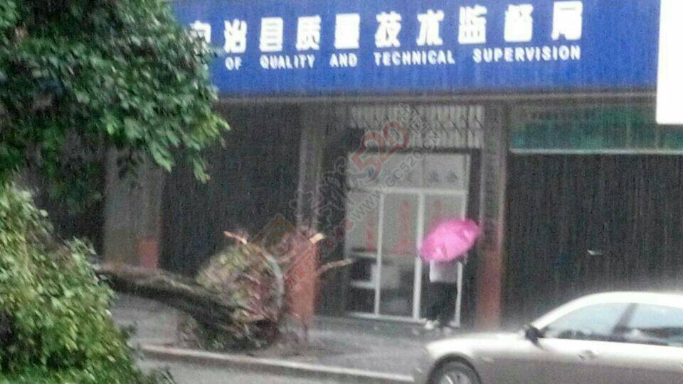 24米街大风吹倒路旁绿化树615 / 作者:箩筐索 / 帖子ID:115940