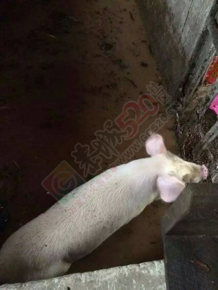 暴雨过后，西岭八岩白石受灾严重。973 / 作者:箩筐索 / 帖子ID:116147