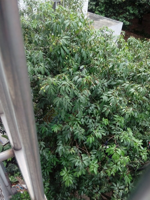 又快到和小伙伴做坏事的时候了430 / 作者:W520CL / 帖子ID:116183