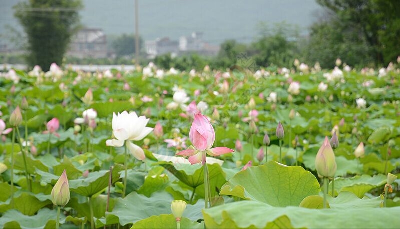 邓扒荷花正盛，进入观赏好时节110 / 作者:古建灵韵 / 帖子ID:116530