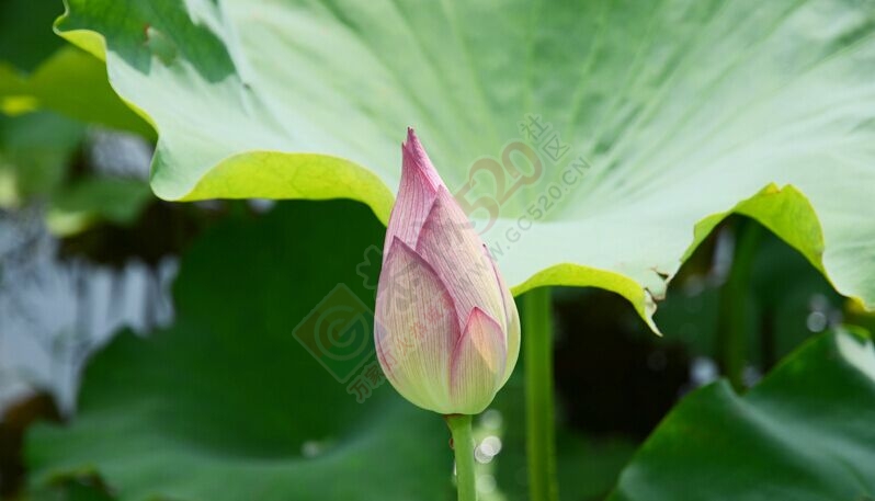 邓扒荷花正盛，进入观赏好时节10 / 作者:古建灵韵 / 帖子ID:116530