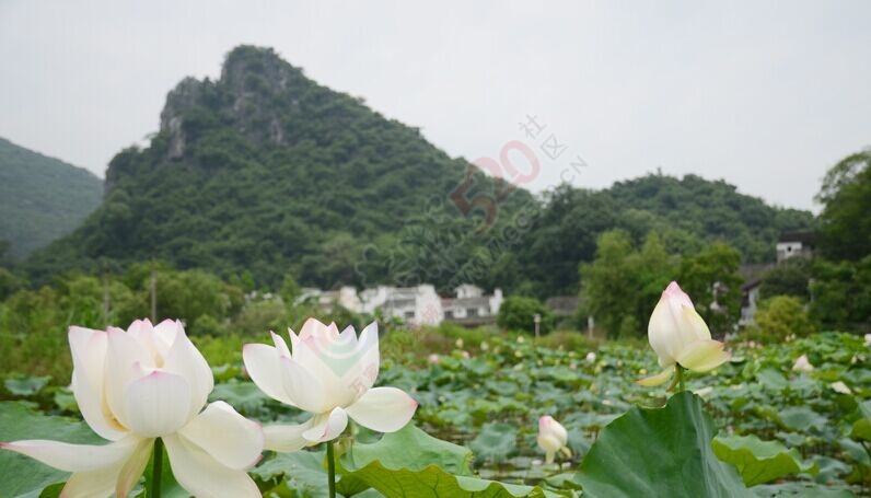 邓扒荷花正盛，进入观赏好时节19 / 作者:古建灵韵 / 帖子ID:116530