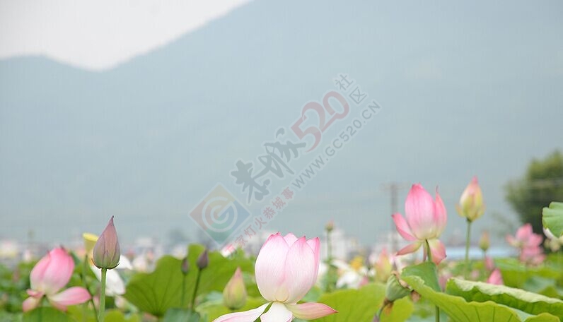邓扒荷花正盛，进入观赏好时节342 / 作者:古建灵韵 / 帖子ID:116530