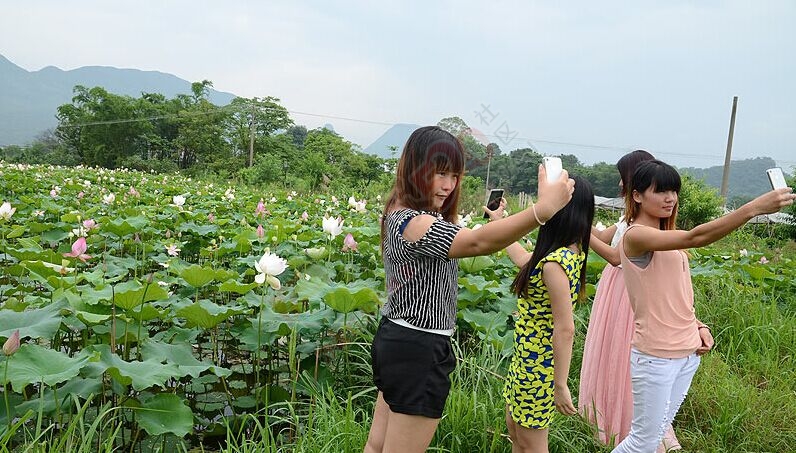邓扒荷花正盛，进入观赏好时节519 / 作者:古建灵韵 / 帖子ID:116530