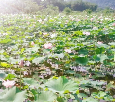 荷花盛开，清风自来35 / 作者:小红花 / 帖子ID:116655