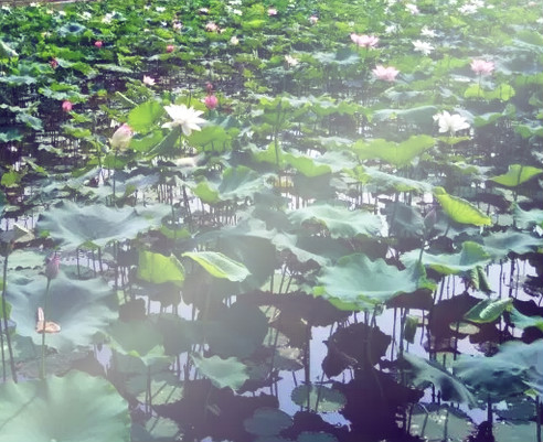 荷花盛开，清风自来11 / 作者:小红花 / 帖子ID:116655