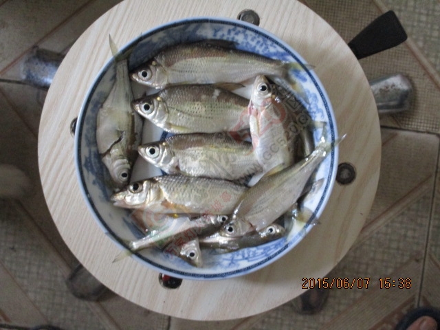 今天三个小时的渔获 MDG357 / 作者:小绿 / 帖子ID:117188