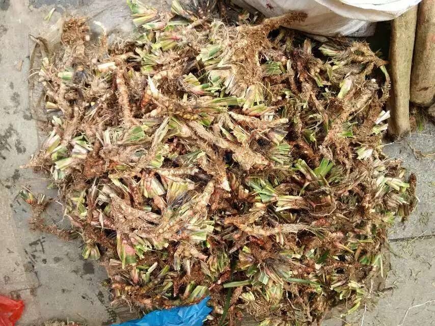 恭城端午药市热闹非凡，瑶医习俗有待发扬光大。692 / 作者:箩筐索 / 帖子ID:118031