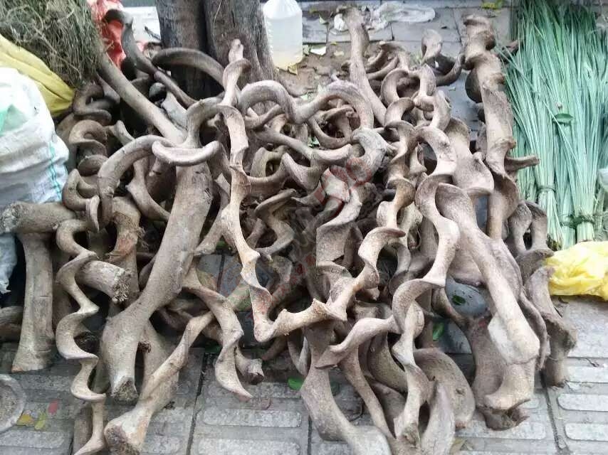 恭城端午药市热闹非凡，瑶医习俗有待发扬光大。544 / 作者:箩筐索 / 帖子ID:118031