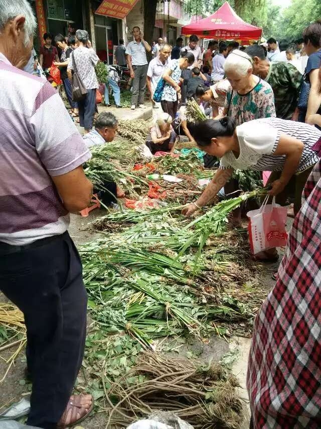 恭城端午药市热闹非凡，瑶医习俗有待发扬光大。136 / 作者:箩筐索 / 帖子ID:118031