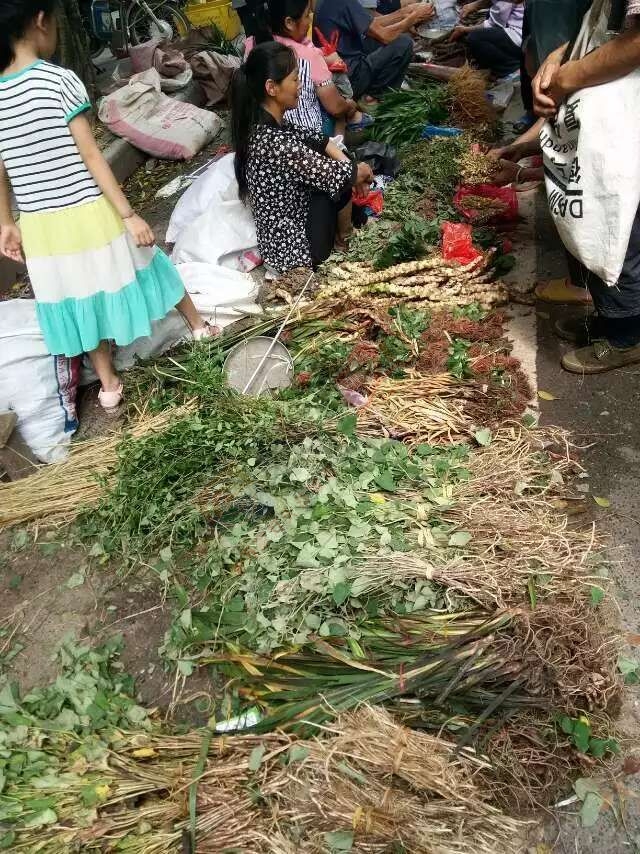 恭城端午药市热闹非凡，瑶医习俗有待发扬光大。671 / 作者:箩筐索 / 帖子ID:118031