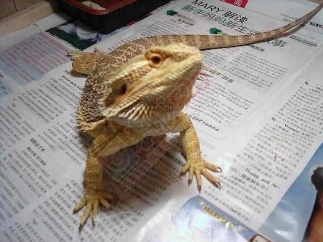 本店主营：猫类，鼠类，蜥蜴，鹦鹉，蟒蛇等582 / 作者:星点宠物12 / 帖子ID:118376