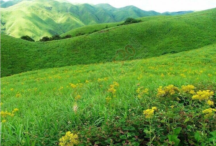 【恭城行者俱乐部】7月18-19日 AA露营最美天湖赏黄花绿草，等你来约~~！604 / 作者:恭城行者俱乐部 / 帖子ID:118679