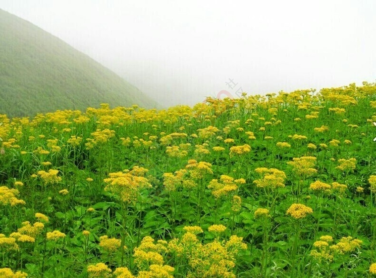 【恭城行者俱乐部】7月18-19日 AA露营最美天湖赏黄花绿草，等你来约~~！759 / 作者:恭城行者俱乐部 / 帖子ID:118679