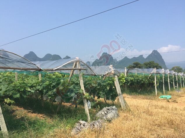 新熟葡萄、黑提夏日来袭··················695 / 作者:晃悠悠 / 帖子ID:118949
