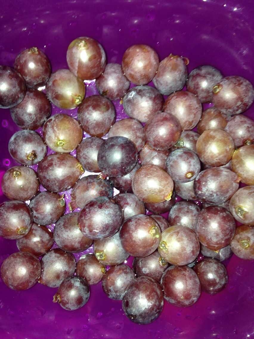 刚买的葡萄一股的农药味，吃了肚子就痛了761 / 作者:恭城520小奈姐姐 / 帖子ID:119030