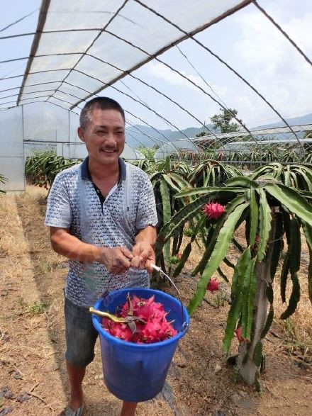 我们龙虎人牛吧，恭城农民种出火龙果565 / 作者:龙虎街娃崽 / 帖子ID:119115
