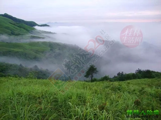 【行周末】想看大草原，想看黄山松，不必远行,恭城就有!647 / 作者:碧澄匀 / 帖子ID:119623